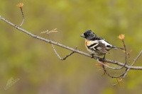 Penkava jikavec - Fringilla montifringilla - Brambling 4776